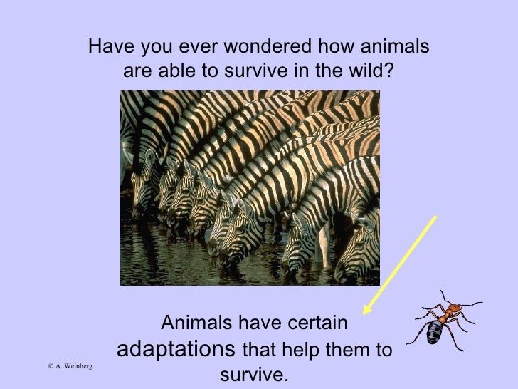 Animal adaptations Slide 2