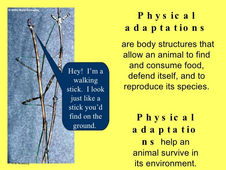 Animal adaptations Slide 7