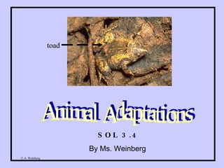 Animal Adaptations SOL 3.4 By Ms. Weinberg  toad 