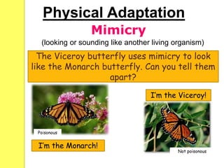 (looking or sounding like another living organism)
The Viceroy butterfly uses mimicry to look
like the Monarch butterfly. Can you tell them
apart?
Poisonous
Not poisonous
Physical Adaptation
I’m the Monarch!
I’m the Viceroy!
Mimicry
 