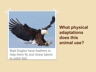 What physical
adaptations
does this
animal use?
Bald Eagles have feathers to
help them fly and sharp talons
to catch fish.
 