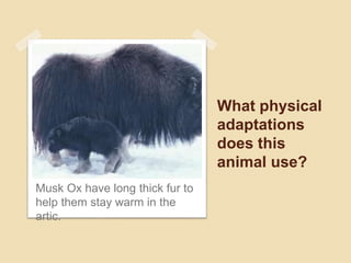 What physical
adaptations
does this
animal use?
Musk Ox have long thick fur to
help them stay warm in the
artic.
 