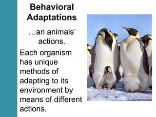 Each organism
has unique
methods of
adapting to its
environment by
means of different
actions.
Behavioral
Adaptations
…an animals’
actions.
 