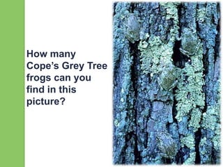 How many
Cope’s Grey Tree
frogs can you
find in this
picture?
 