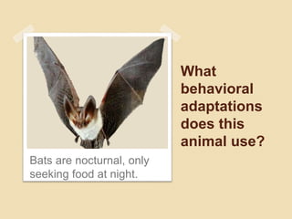 What
behavioral
adaptations
does this
animal use?
Bats are nocturnal, only
seeking food at night.
 