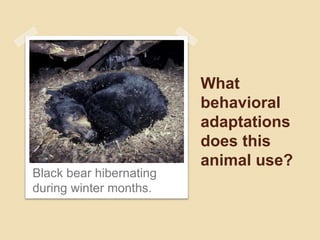 What
behavioral
adaptations
does this
animal use?
Black bear hibernating
during winter months.
 