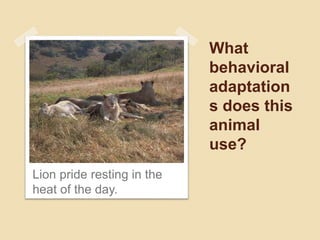 What
behavioral
adaptation
s does this
animal
use?
Lion pride resting in the
heat of the day.
 