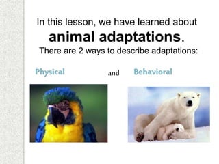 In this lesson, we have learned about
animal adaptations.
There are 2 ways to describe adaptations:
Physical and Behavioral
 