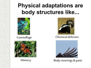 Physical adaptations are
body structures like...
Camouflage
Mimicry Body coverings & parts
Chemicaldefenses
 