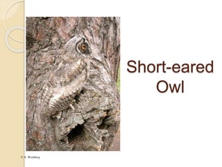 © A. Weinberg
Short-eared
Owl
 