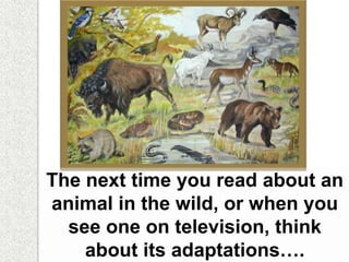 The next time you read about an
animal in the wild, or when you
see one on television, think
about its adaptations….
 