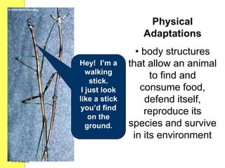 Physical
Adaptations
• body structures
that allow an animal
to find and
consume food,
defend itself,
reproduce its
species and survive
in its environment
© A. Weinberg
 