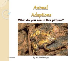 © A. Weinberg
What do you see in this picture?
By Ms. Weinberger
 