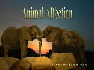 Animal Affection Power Point: Kapitán József 