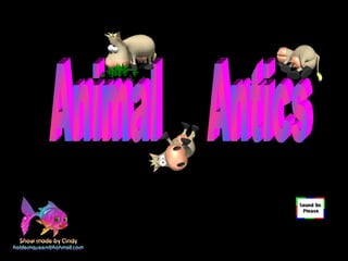 Animal  Antics 