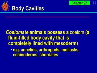 chordata body cavity
