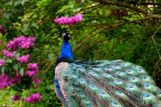 Peacock don't want a picture