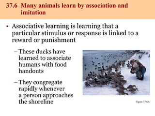 animal-behavior-PowerPoint.ppt