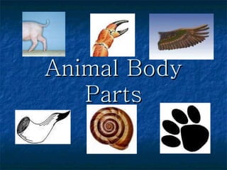 Animal Body Parts 