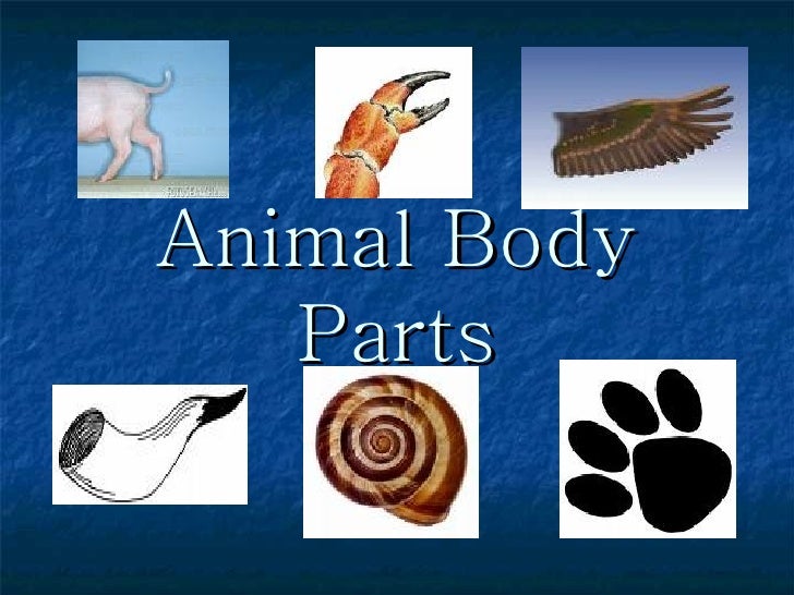 Animal Body Parts Animal Body Parts
