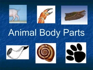 Animal Body Parts

 