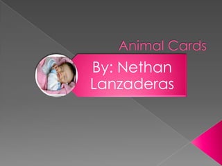 Animal Cards 