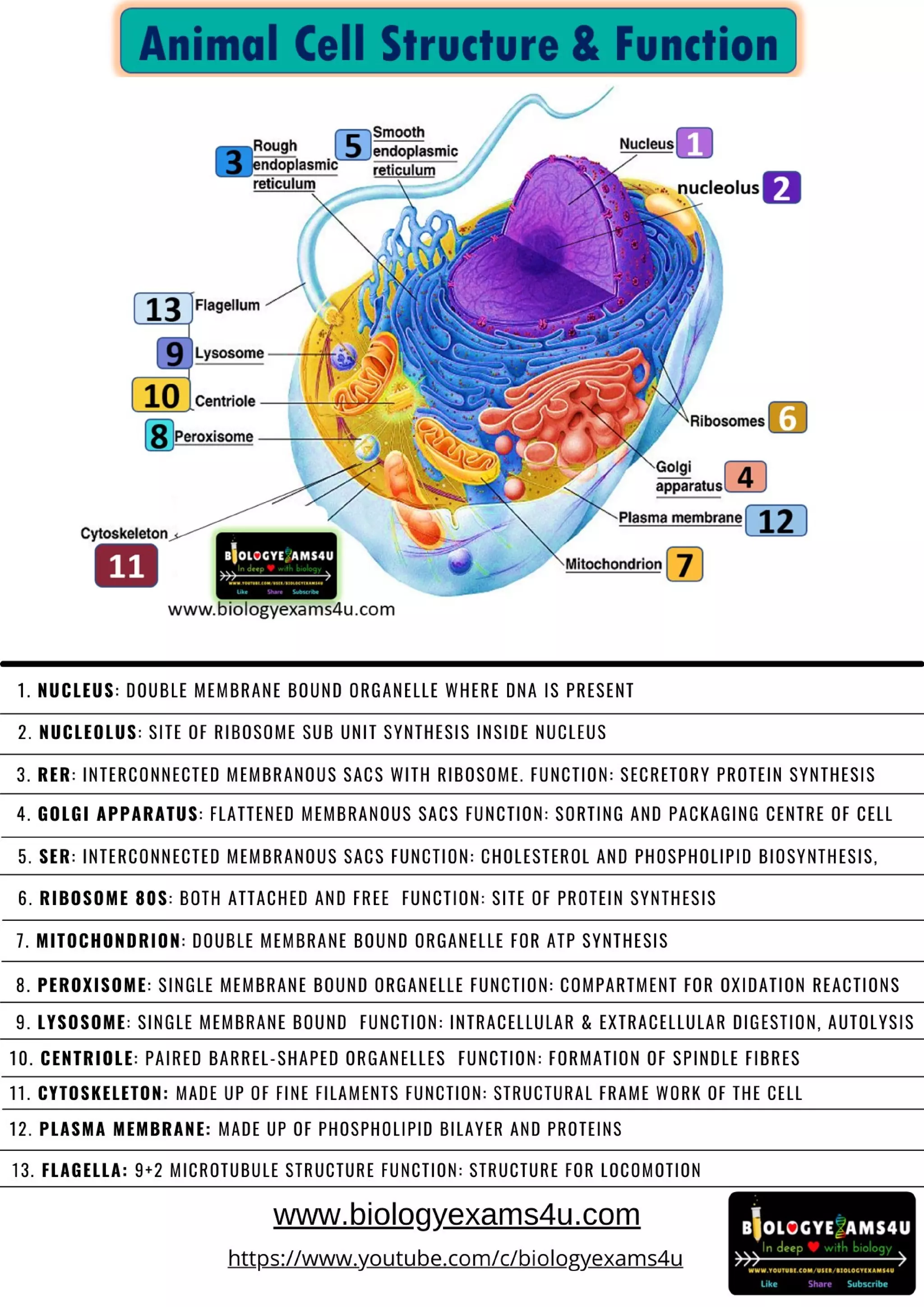Animal Cell Structure And Function PDF