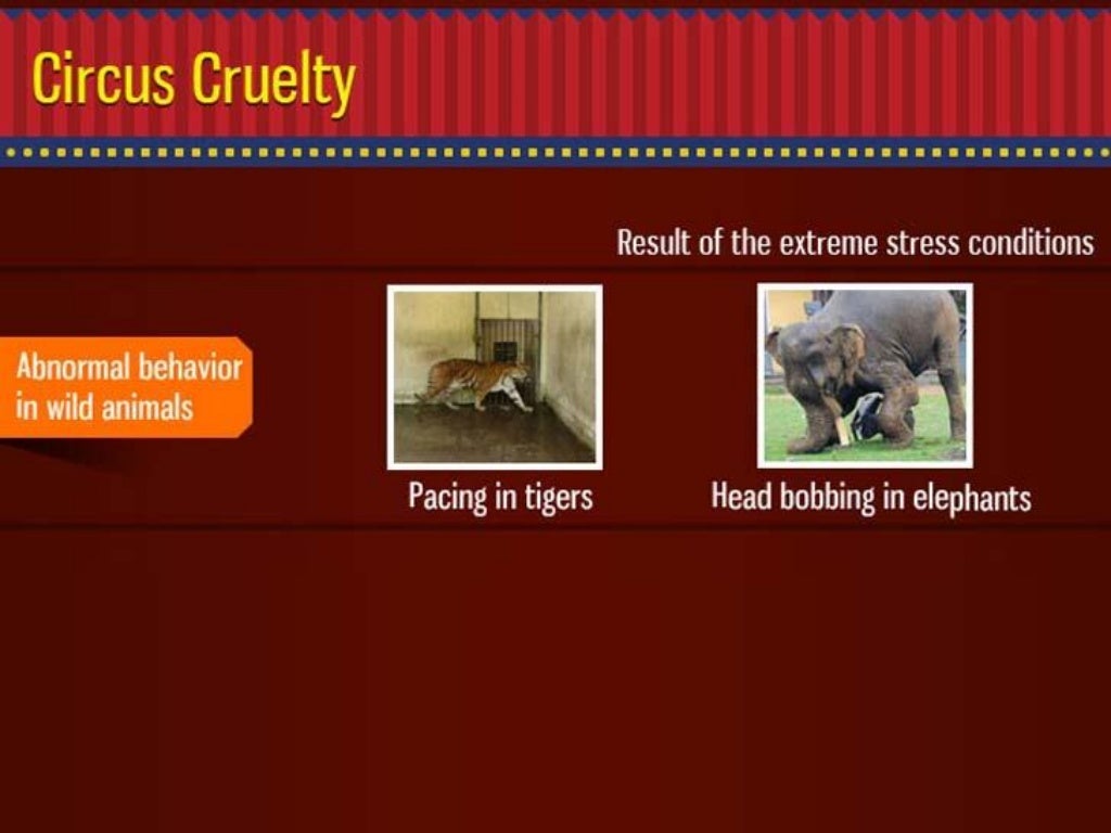 Should Animal Circuses Be Banned? Truth Behind The Curtain