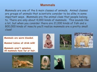 Mammals Mammals are one of the 6 main classes of animals.  Animal classes are groups of animals that scientists consider to be alike in some important ways.  Mammals are the animal class that people belong to. There are only about 4,000 kinds of mammals.  This sounds like a lot, but when you consider there are 21,000 kinds of fish and a 800,000 kinds of insects you’ll realize mammals are a pretty small class! Mammals are warm blooded.  Mammal babies all drink milk!  Mammals aren't spineless All mammals have fur or hair. 