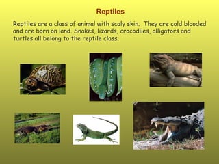 Reptiles Reptiles are a class of animal with scaly skin.  They are cold blooded and are born on land. Snakes, lizards, cro...