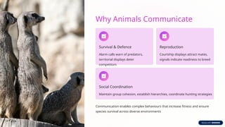 Animal-Communication-and-Signalling-Mechanisms.pptx