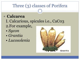 animal diversity Animal Kingdom Classification of Animals.pdf
