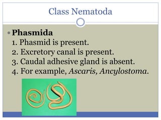 Phasmida Examples animal diversity Animal Kingdom Classification of Animals.pdf