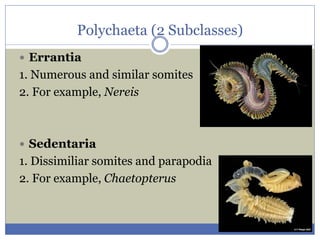 animal diversity Animal Kingdom Classification of Animals.pdf