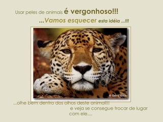 Usar peles de animais  é vergonhoso!!!  ... Vamos esquecer  esta idéia ...!!! ...olhe bem dentro dos olhos deste animal!!!  e veja se consegue trocar de lugar com ele.... 