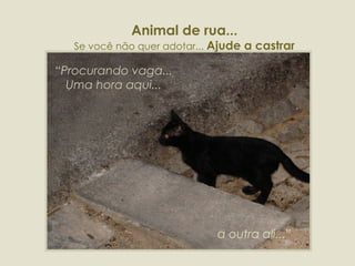 “ Procurando vaga... Uma hora aqui... Animal de rua... Se você não quer adotar...  Ajude a castrar a outra ali...” 