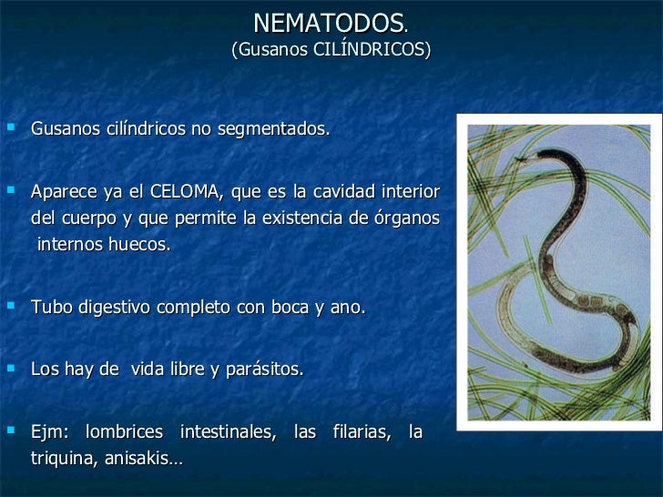 Animal Hasta Nematodos