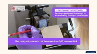Staining Hand Eprocess Animal-Histology-and-HandE-Staining.pptx