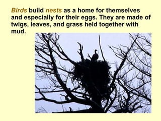 Birds   build  nests  as  a home for themselves and especially for their eggs.   They are made of twigs, leaves, and grass held together with mud.  