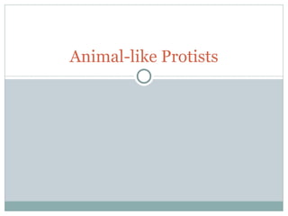 Animal-like Protists 