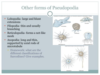 Animal like protists | PPT