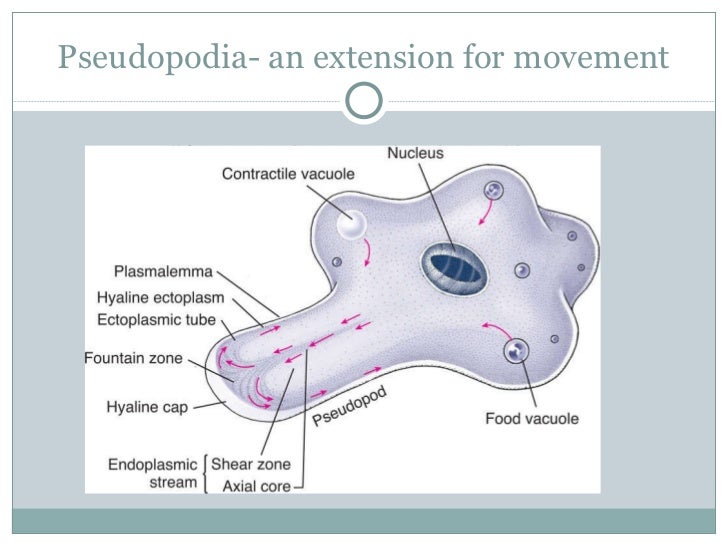 46 INFO N PSEUDOPODIUM WITH VIDEO TUTORIAL - * Pseudo