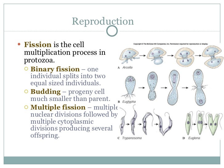 Animal like protists