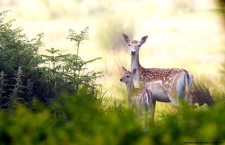 Mother and child deer in nature