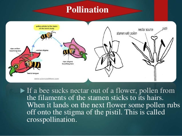 Animal origin-ppt-2014