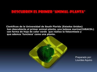 Descubren el primer "animal-planta" Científicos de la Universidad de South Florida (Estados Unidos) han descubierto el primer animal-planta, una babosa marina(CARACOL)          con forma de hoja de color verde  que realiza la fotosíntesis y         que además 'funciona' como una planta. Preparadopor: Lourdes Aquino 