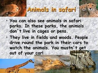 Animals in safari
• You can also see animals in safari
  parks. In these parks, the animals
  don´t live in cages or pens.
• They live in fields and woods. People
  drive round the park in their cars to
  watch the animals. You mustn´t get
  out of your car!
 