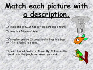 Match each picture with
    a description.
It´s big and grey. It has got big ears and a trunk.
It lives in Africa and Asia.


It´s red or orange. It swims and it lives in a bowl
or (if it´s lucky) in a pond.


It has coloured feathers. It can fly. It lives in the
forest or in the jungle and some can speak.
 