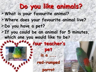 Do you like animals?
 What is your favourite animal?
 Where does your favourite animal live?
 Do you have a pet?
 If you could be an animal for 5 minutes,
  which one you would like to be?
              Your teacher’s
                   pet
                  is a ....
                 red-rumped
                   parrot
 