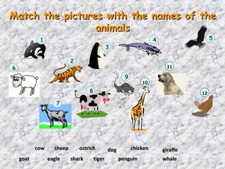 Match the pictures with the names of the
                 animals
            1                                                        4                  5
                                               3

                           2
6                                                                         11

                                                       9
                                                               10
                                   8                                               12

                    7




           cow     sheep       ostrich         dog         chicken       giraffe
    goat         eagle     shark       tiger         penguin             whale
 